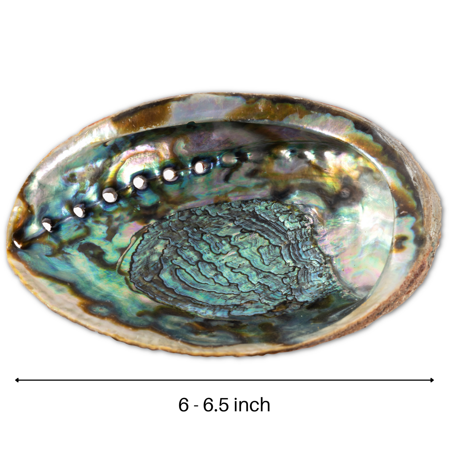 Natural Abalone Shell 6-6.5 Inch Large with Wooden Stand - Incense Holder and Sage Smudge Bowl for Cleansing, Smudging, and Meditation - Palo Santo Holder & Beautiful Home Decor