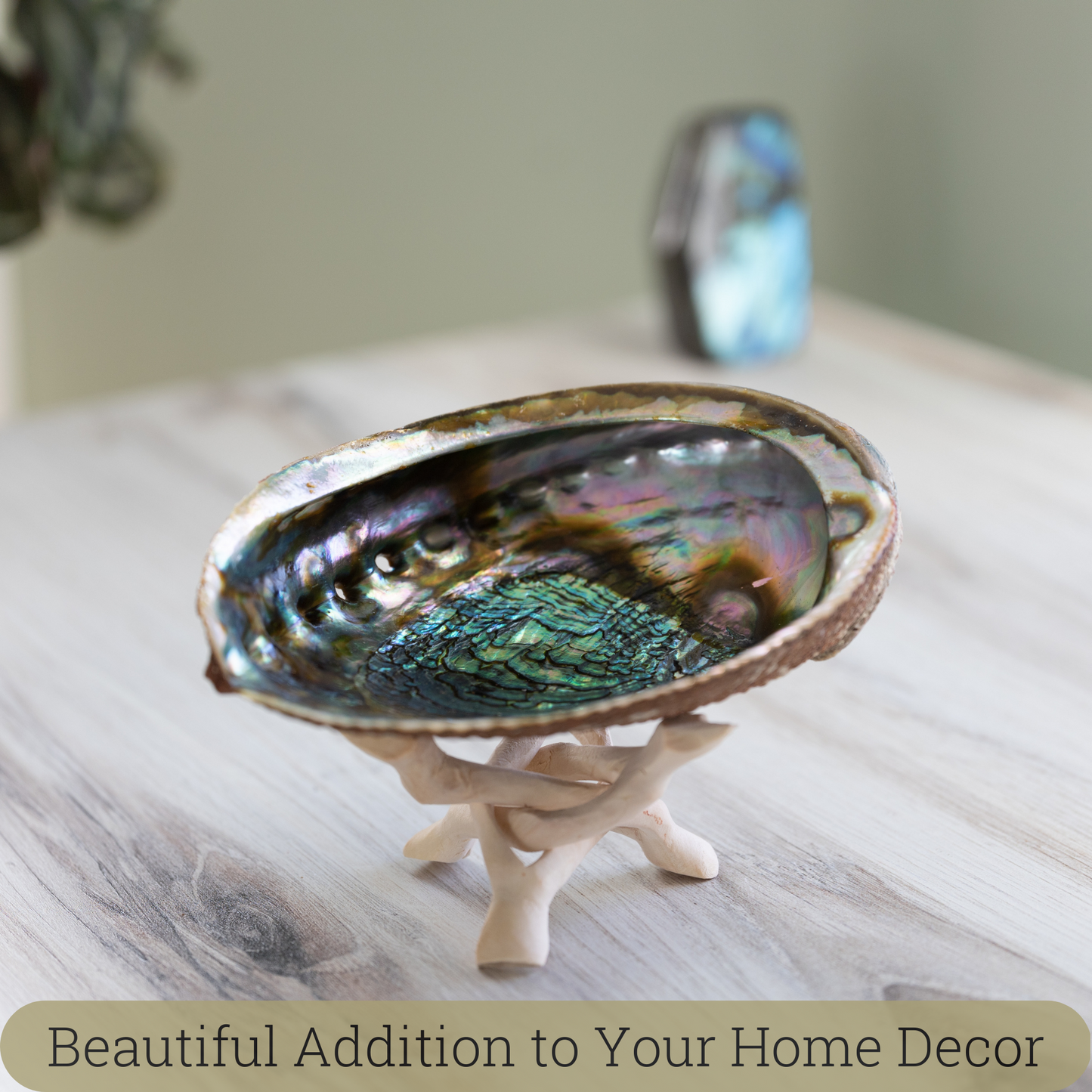 Natural Abalone Shell 6-6.5 Inch Large with Wooden Stand - Incense Holder and Sage Smudge Bowl for Cleansing, Smudging, and Meditation - Palo Santo Holder & Beautiful Home Decor