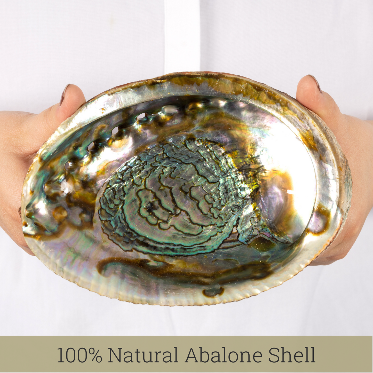 Natural Abalone Shell 6-6.5 Inch Large with Wooden Stand - Incense Holder and Sage Smudge Bowl for Cleansing, Smudging, and Meditation - Palo Santo Holder & Beautiful Home Decor