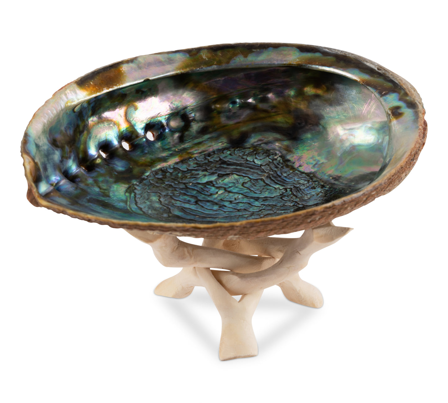 Natural Abalone Shell 6-6.5 Inch Large with Wooden Stand - Incense Holder and Sage Smudge Bowl for Cleansing, Smudging, and Meditation - Palo Santo Holder & Beautiful Home Decor