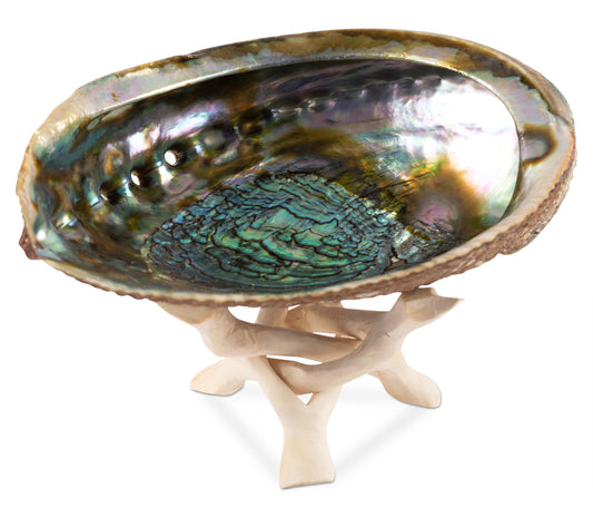 Natural Abalone Shell 6.5-7 Inch Large with Wooden Stand - Incense Holder and Sage Smudge Bowl for Cleansing, Smudging, and Meditation - Palo Santo Holder & Beautiful Home Decor