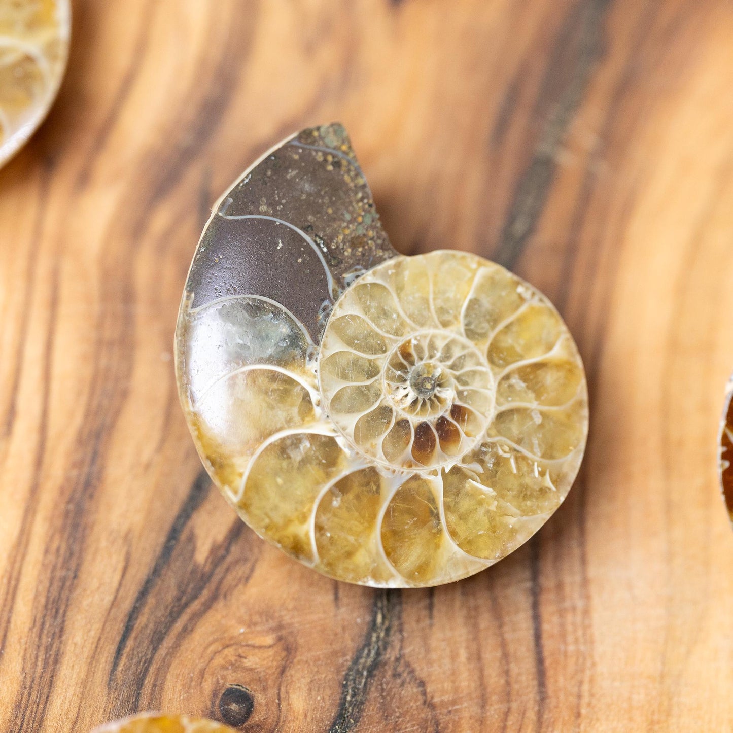 Polished Ammonite Fossil, Natural Shell Specimen, Fibonacci Spiral in Nature, Craft Supply, Display Piece, Unique Fossil Gift