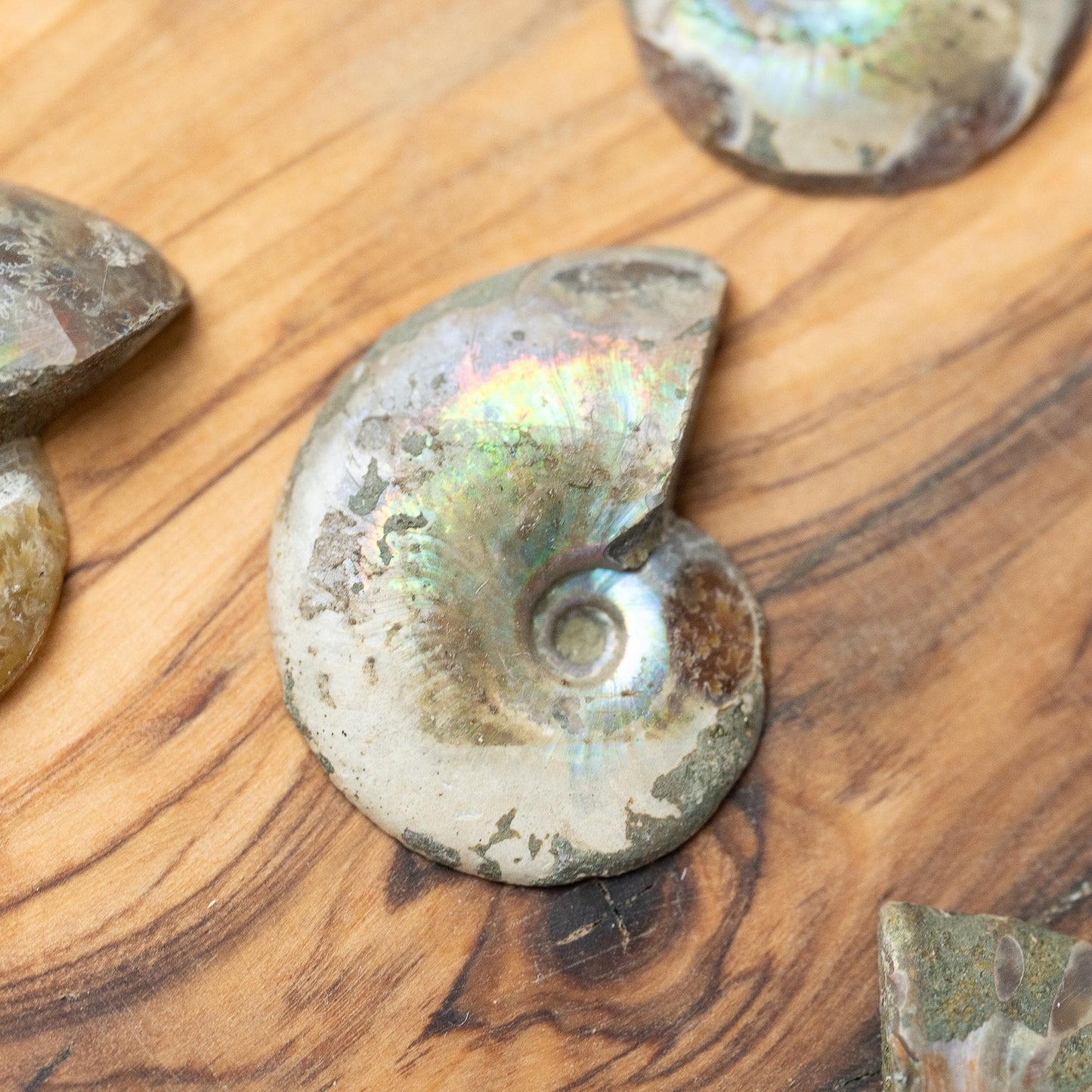 Polished Ammonite Fossil, Natural Shell Specimen, Fibonacci Spiral in Nature, Craft Supply, Display Piece, Unique Fossil Gift