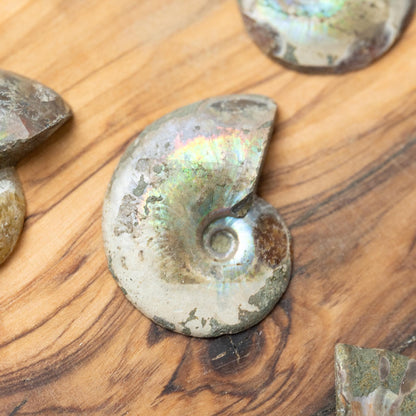 Polished Ammonite Fossil, Natural Shell Specimen, Fibonacci Spiral in Nature, Craft Supply, Display Piece, Unique Fossil Gift