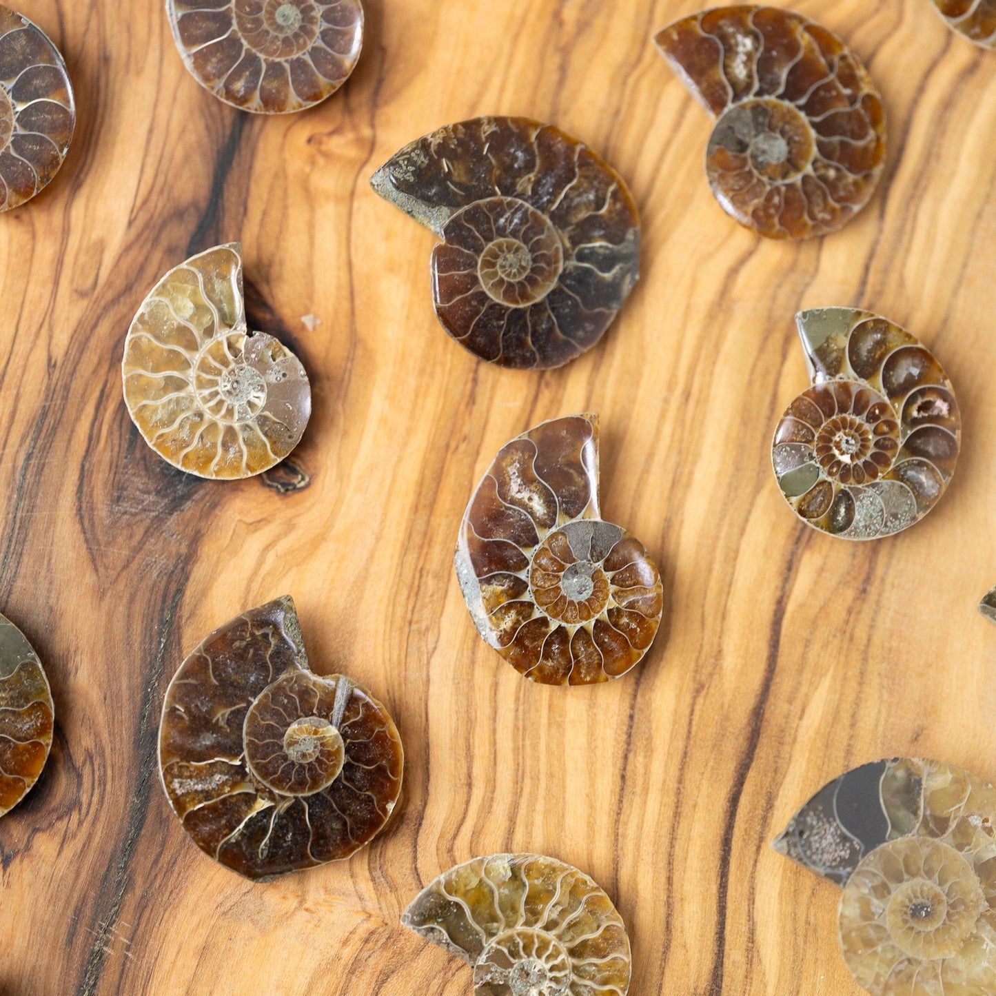 Polished Ammonite Fossil, Natural Shell Specimen, Fibonacci Spiral in Nature, Craft Supply, Display Piece, Unique Fossil Gift