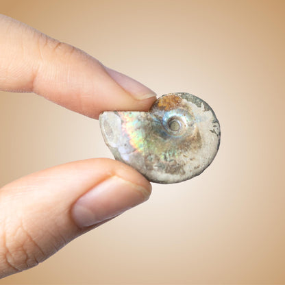 Polished Ammonite Fossil, Natural Shell Specimen, Fibonacci Spiral in Nature, Craft Supply, Display Piece, Unique Fossil Gift