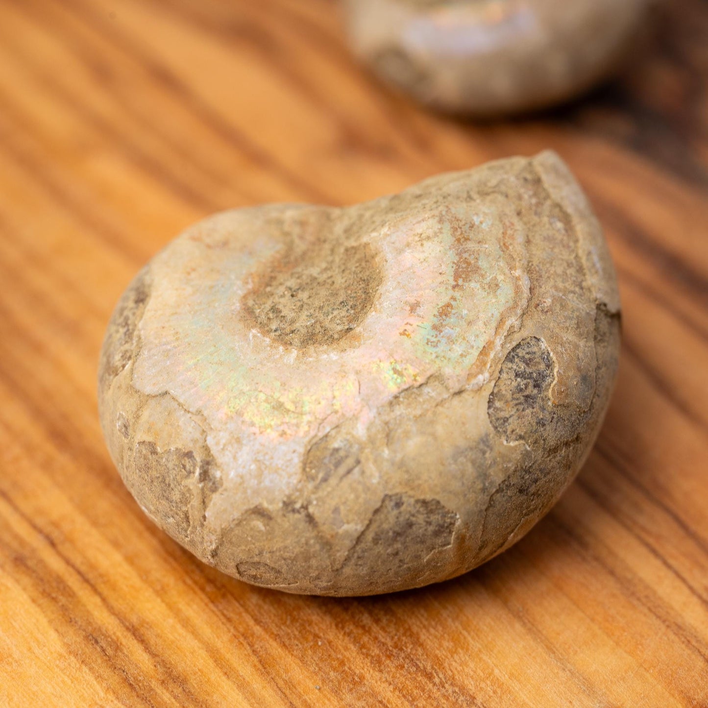 Ammonite Raw Fossil, Natural Shell Specimen, Opalized Ammonite, Rainbow Iridescent Ammonite, Unique Fossil Gift, Collector Item