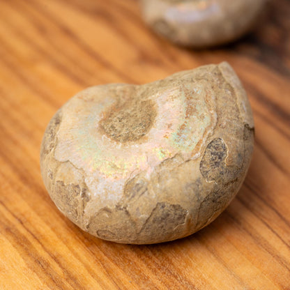 Ammonite Raw Fossil, Natural Shell Specimen, Opalized Ammonite, Rainbow Iridescent Ammonite, Unique Fossil Gift, Collector Item