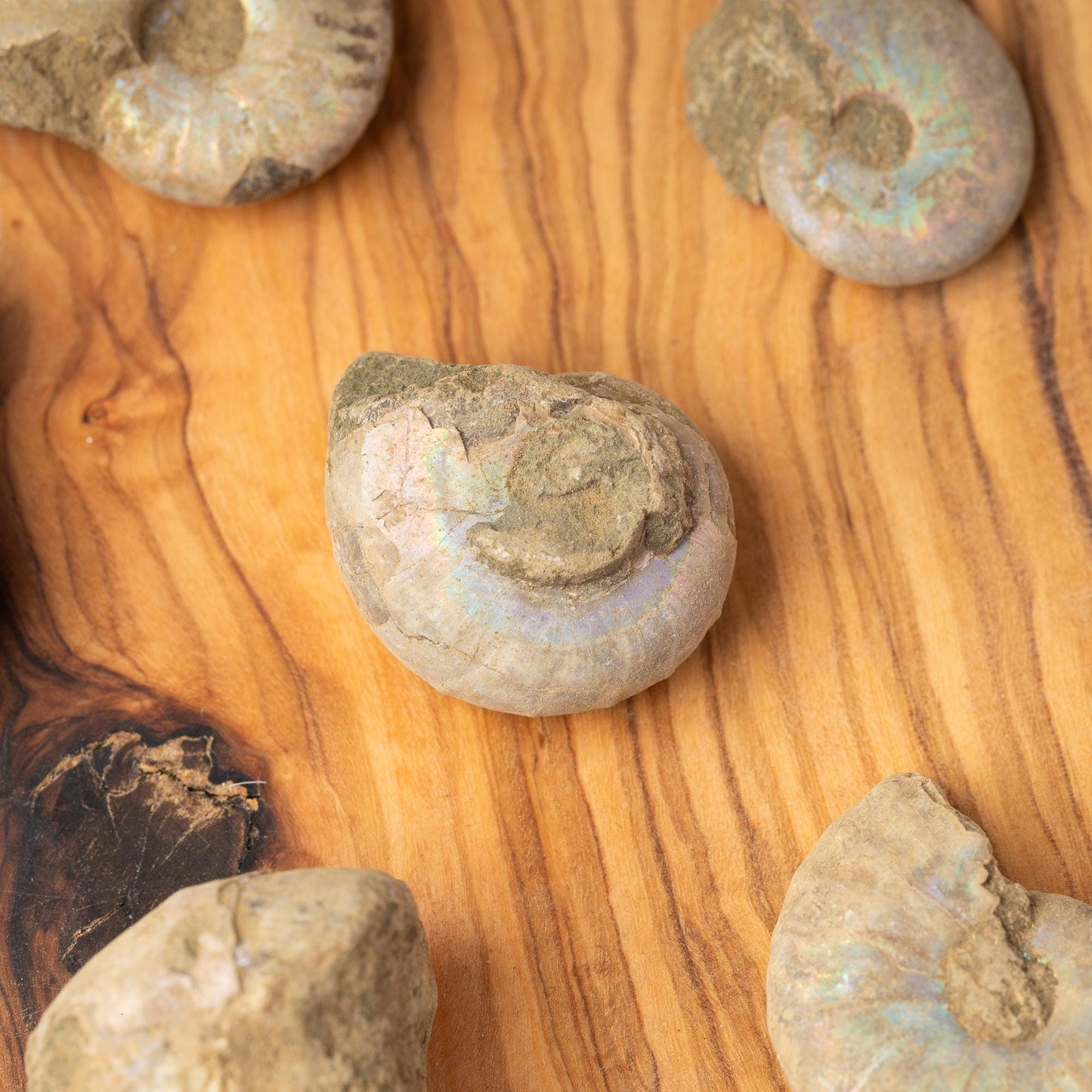 Ammonite Raw Fossil, Natural Shell Specimen, Opalized Ammonite, Rainbow Iridescent Ammonite, Unique Fossil Gift, Collector Item