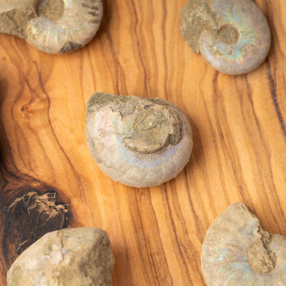 Ammonite Raw Fossil, Natural Shell Specimen, Opalized Ammonite, Rainbow Iridescent Ammonite, Unique Fossil Gift, Collector Item