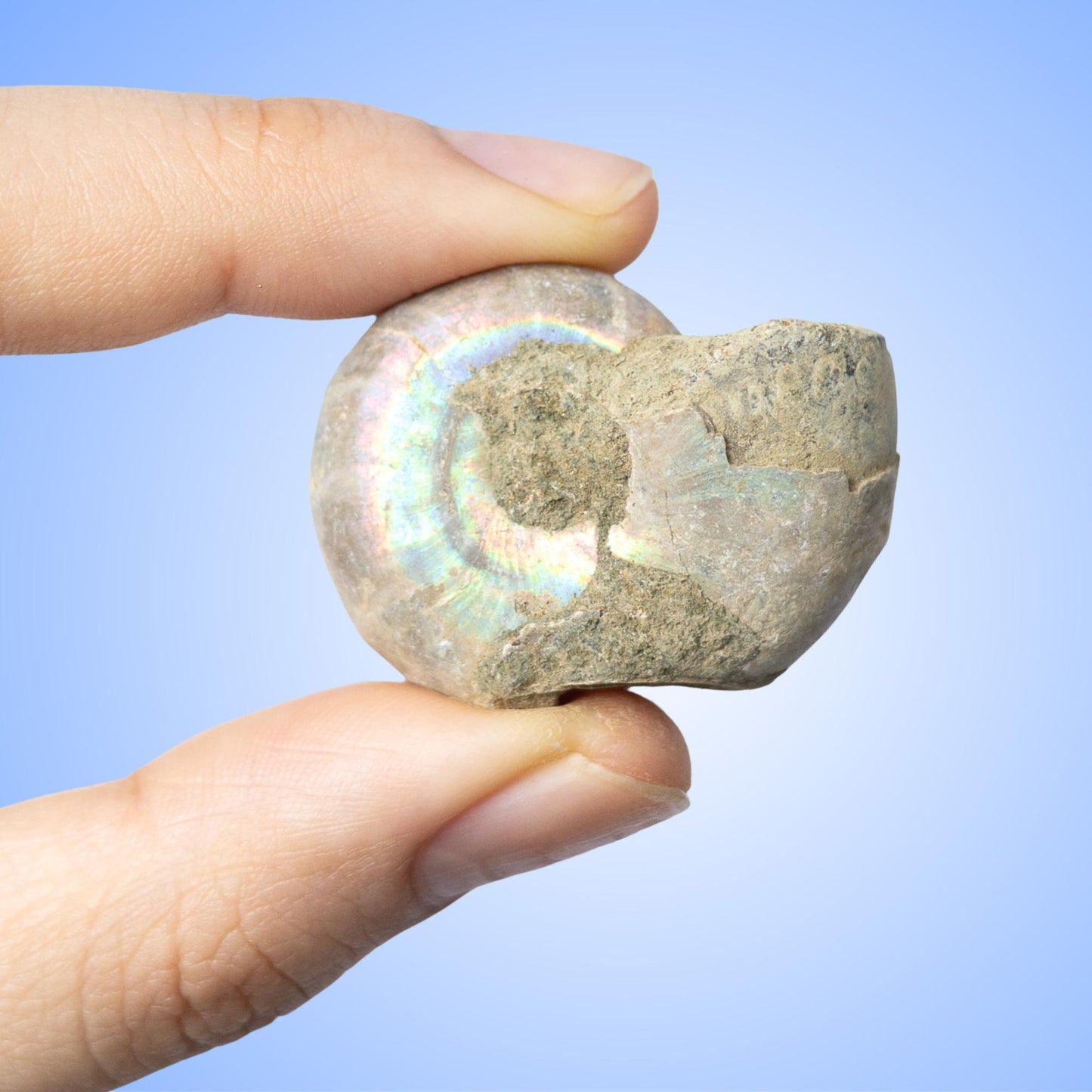 Ammonite Raw Fossil, Natural Shell Specimen, Opalized Ammonite, Rainbow Iridescent Ammonite, Unique Fossil Gift, Collector Item