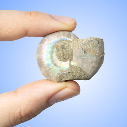Ammonite Raw Fossil, Natural Shell Specimen, Opalized Ammonite, Rainbow Iridescent Ammonite, Unique Fossil Gift, Collector Item