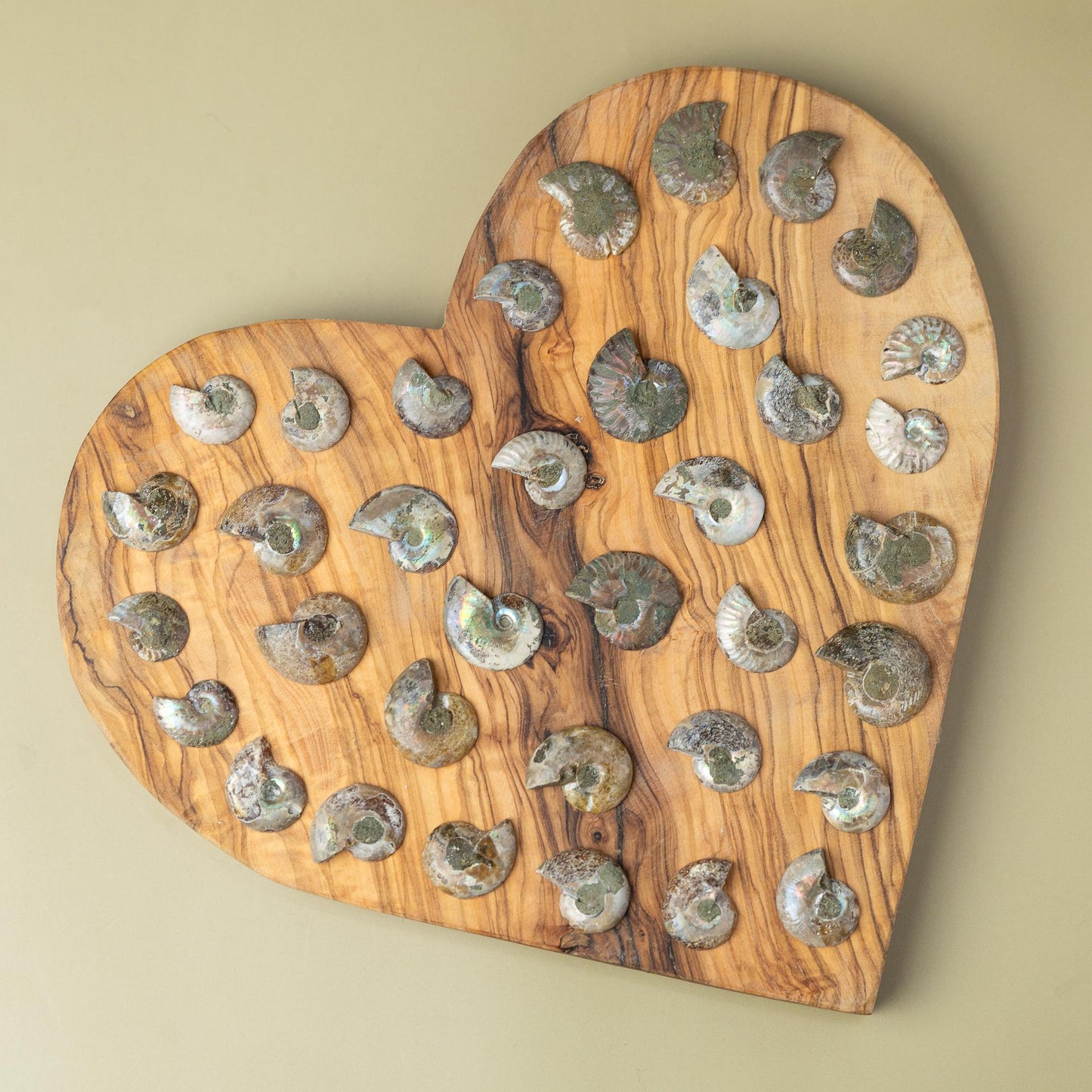 Polished Ammonite Fossil, Natural Shell Specimen, Fibonacci Spiral in Nature, Craft Supply, Display Piece, Unique Fossil Gift
