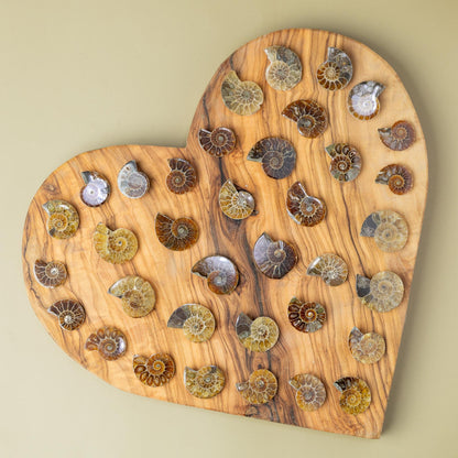 Polished Ammonite Fossil, Natural Shell Specimen, Fibonacci Spiral in Nature, Craft Supply, Display Piece, Unique Fossil Gift
