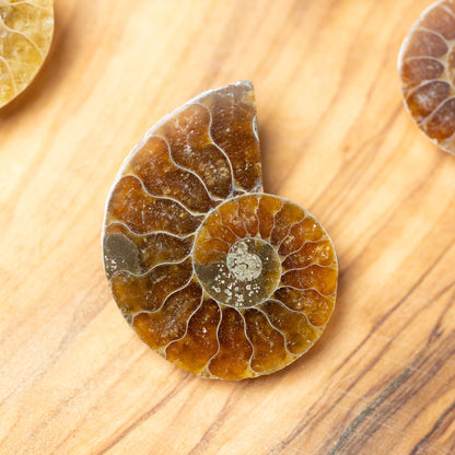 Polished Ammonite Fossil, Natural Shell Specimen, Fibonacci Spiral in Nature, Craft Supply, Display Piece, Unique Fossil Gift