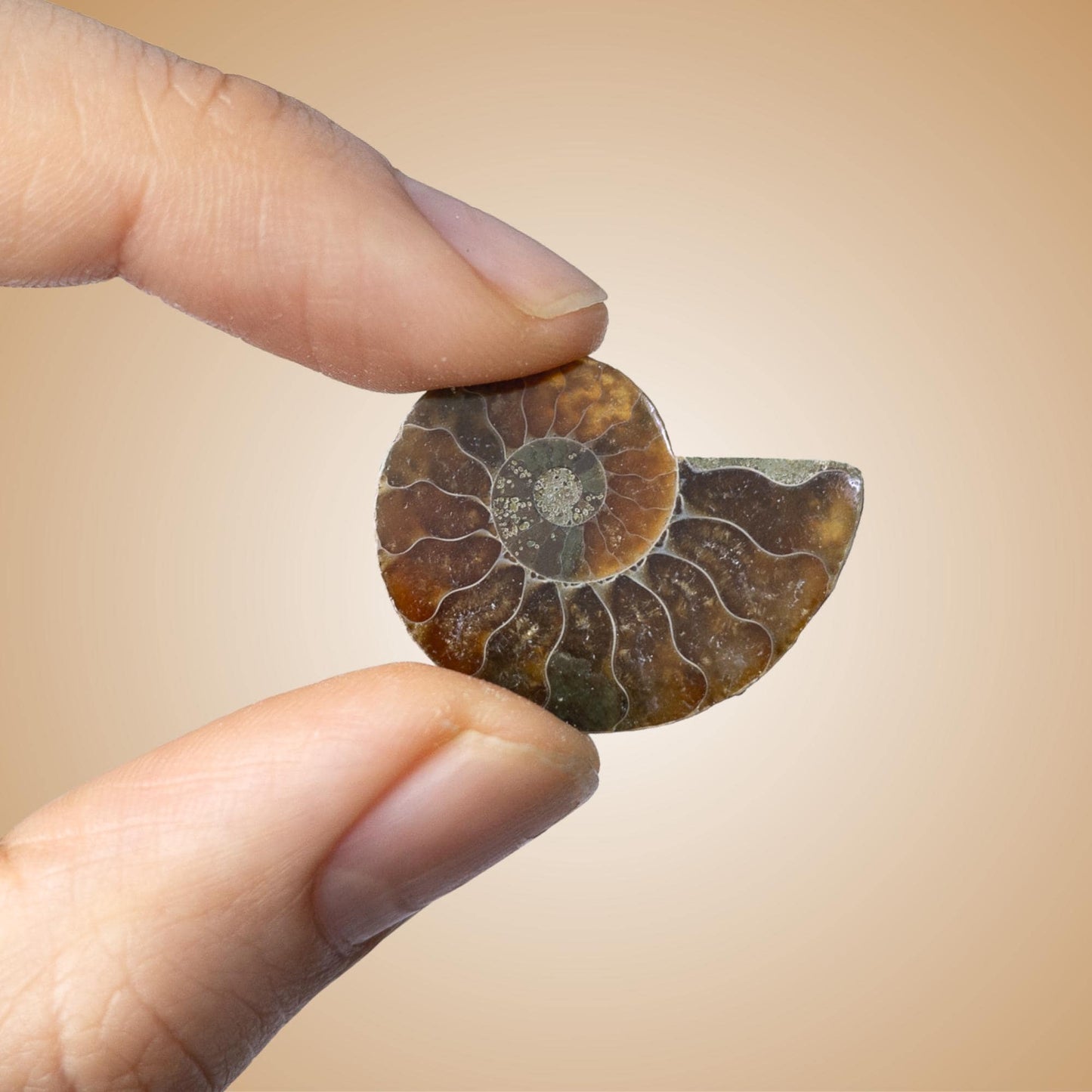 Polished Ammonite Fossil, Natural Shell Specimen, Fibonacci Spiral in Nature, Craft Supply, Display Piece, Unique Fossil Gift