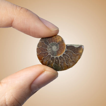 Polished Ammonite Fossil, Natural Shell Specimen, Fibonacci Spiral in Nature, Craft Supply, Display Piece, Unique Fossil Gift