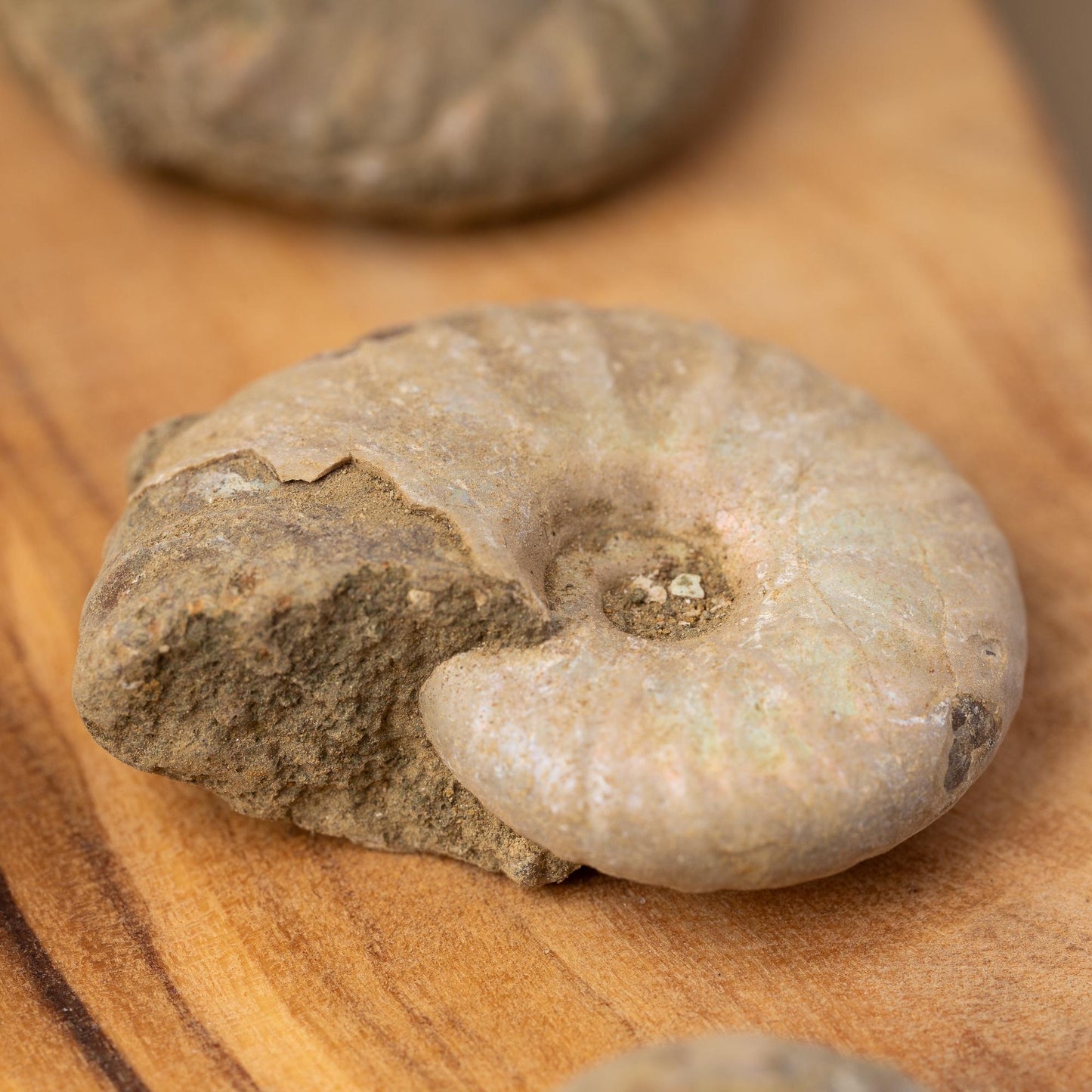 Ammonite Raw Fossil, Natural Shell Specimen, Opalized Ammonite, Rainbow Iridescent Ammonite, Unique Fossil Gift, Collector Item