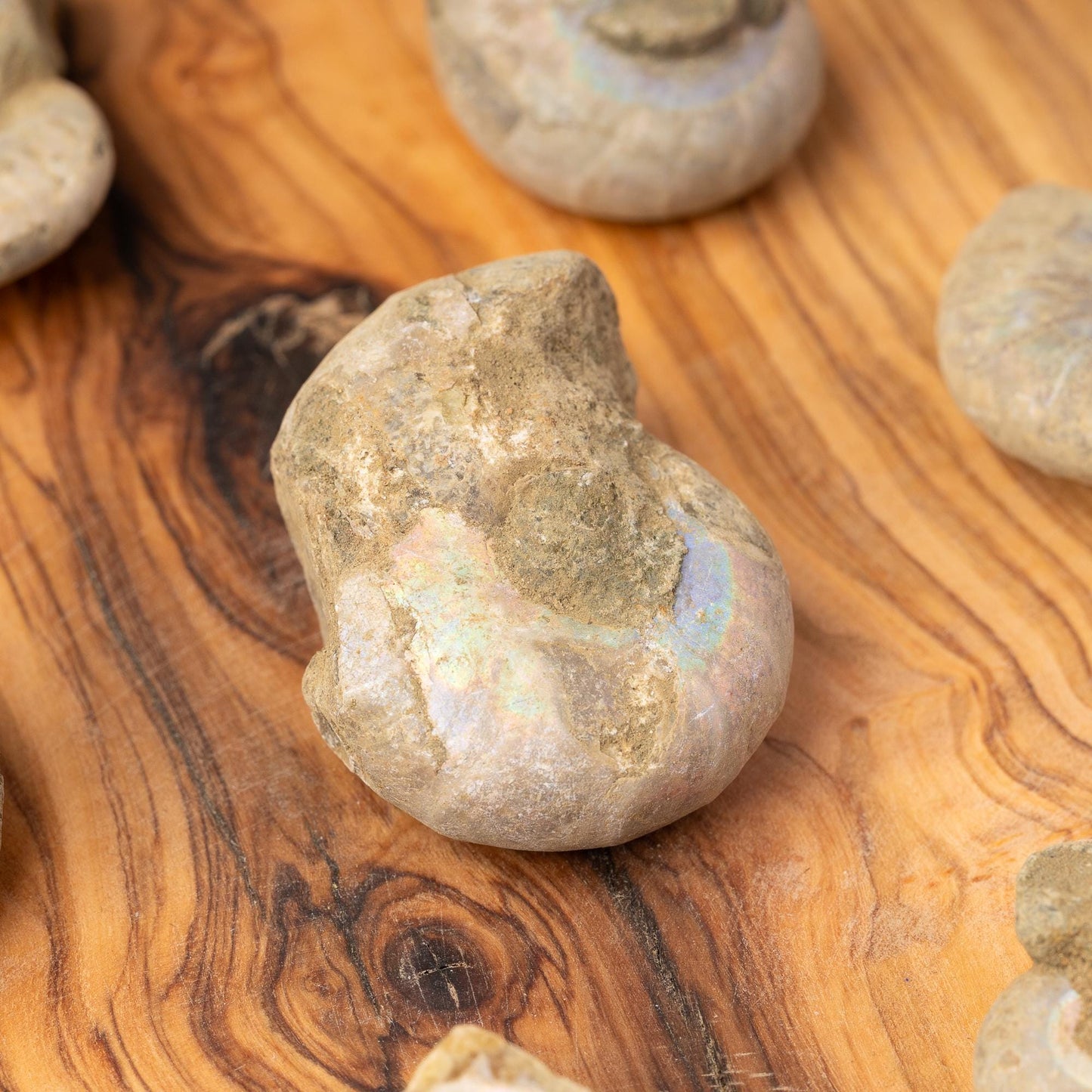 Ammonite Raw Fossil, Natural Shell Specimen, Opalized Ammonite, Rainbow Iridescent Ammonite, Unique Fossil Gift, Collector Item