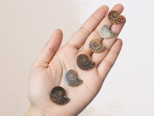 Polished Ammonite Fossil, Natural Shell Specimen, Fibonacci Spiral in Nature, Craft Supply, Display Piece, Unique Fossil Gift