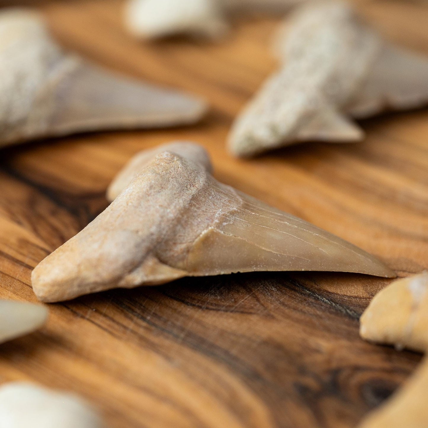 Large Shark Tooth Fossil, Natural Fossil Specimen, Ancient Shark Tooth, Craft Supply, Collector Gift, 1.5 to 2 Inch