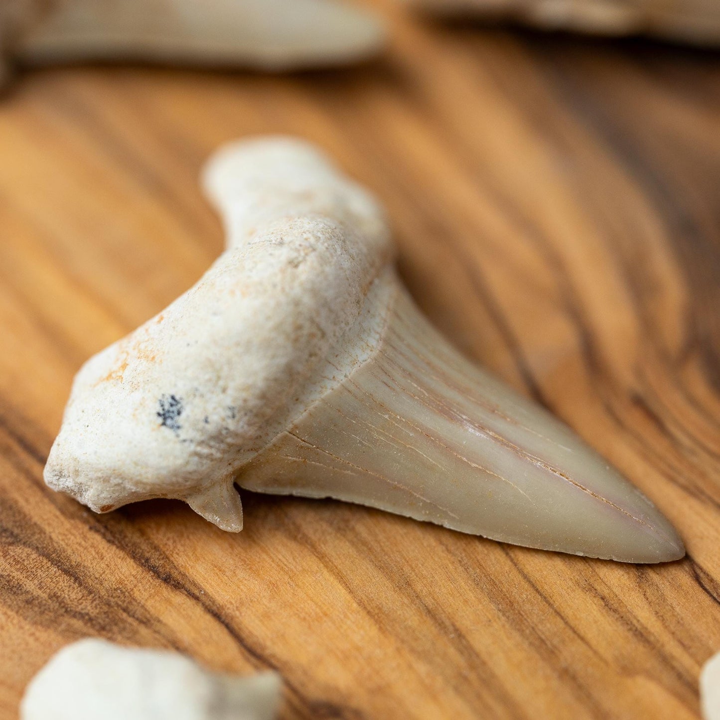 Large Shark Tooth Fossil, Natural Fossil Specimen, Ancient Shark Tooth, Craft Supply, Collector Gift, 1.5 to 2 Inch
