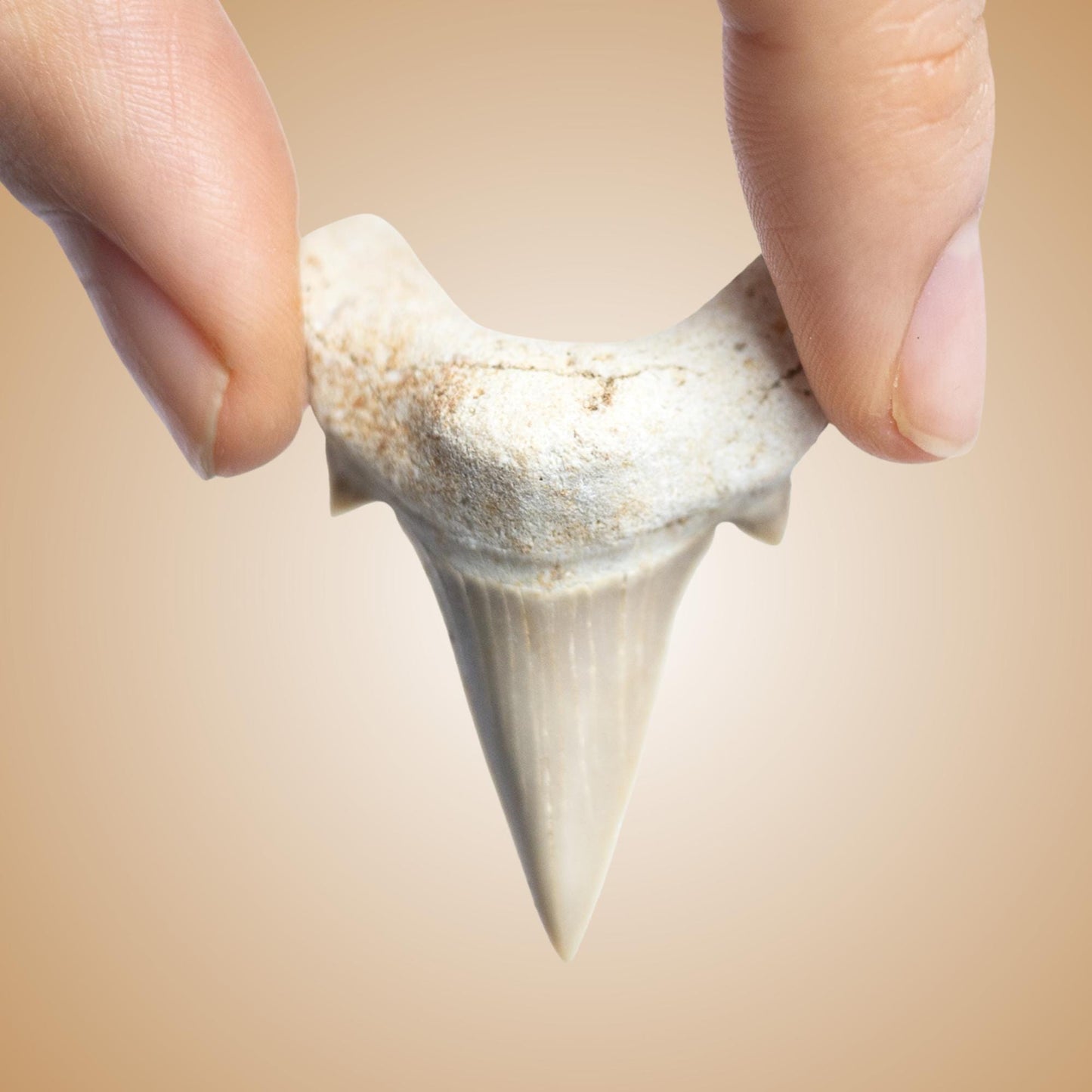 Large Shark Tooth Fossil, Natural Fossil Specimen, Ancient Shark Tooth, Craft Supply, Collector Gift, 1.5 to 2 Inch