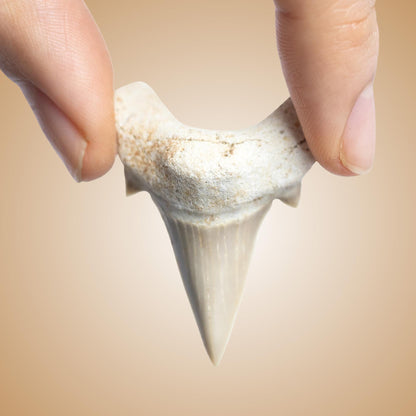 Large Shark Tooth Fossil, Natural Fossil Specimen, Ancient Shark Tooth, Craft Supply, Collector Gift, 1.5 to 2 Inch