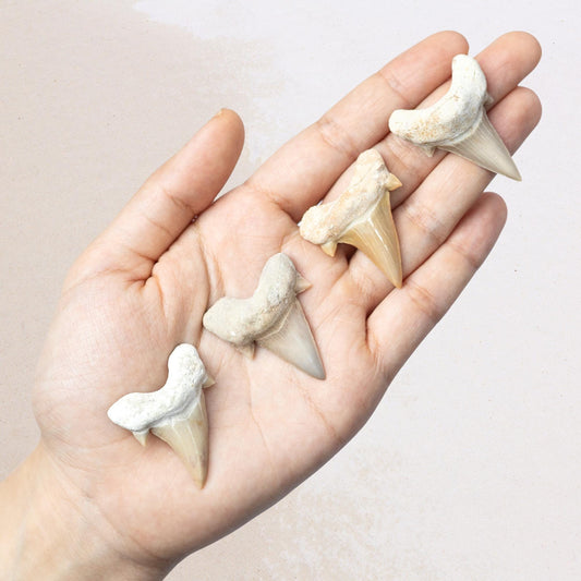 Large Shark Tooth Fossil, Natural Fossil Specimen, Ancient Shark Tooth, Craft Supply, Collector Gift, 1.5 to 2 Inch