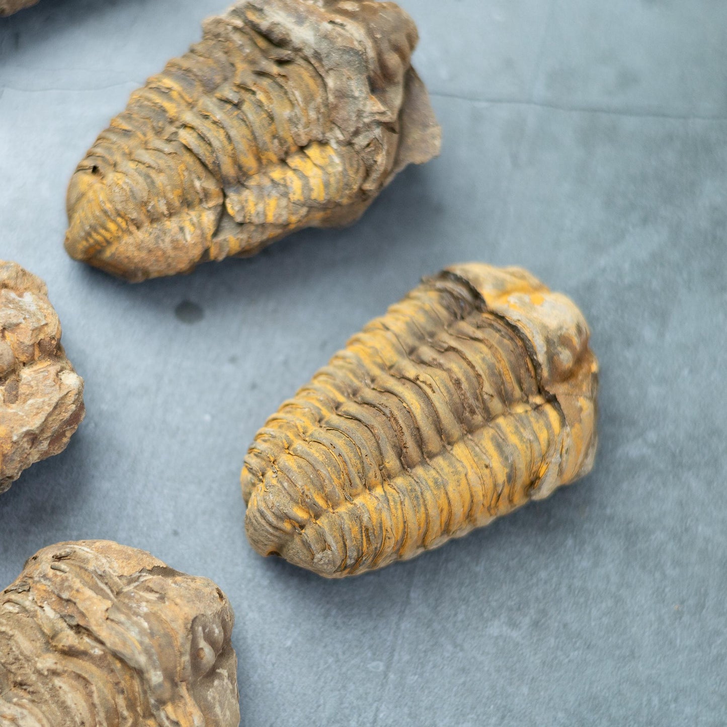 Trilobite Fossil, Natural Ancient Fossil Specimen, Prehistoric Marine Fossil, Collector Gift, Choose Size