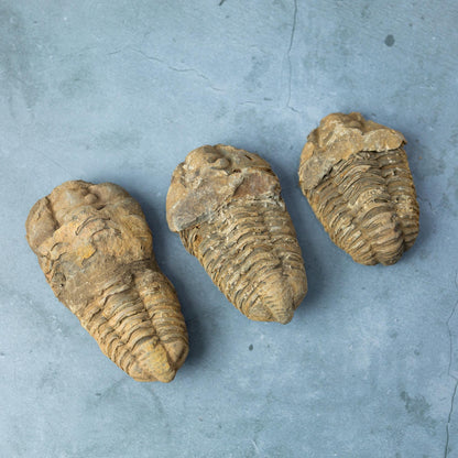 Trilobite Fossil, Natural Ancient Fossil Specimen, Prehistoric Marine Fossil, Collector Gift, Choose Size