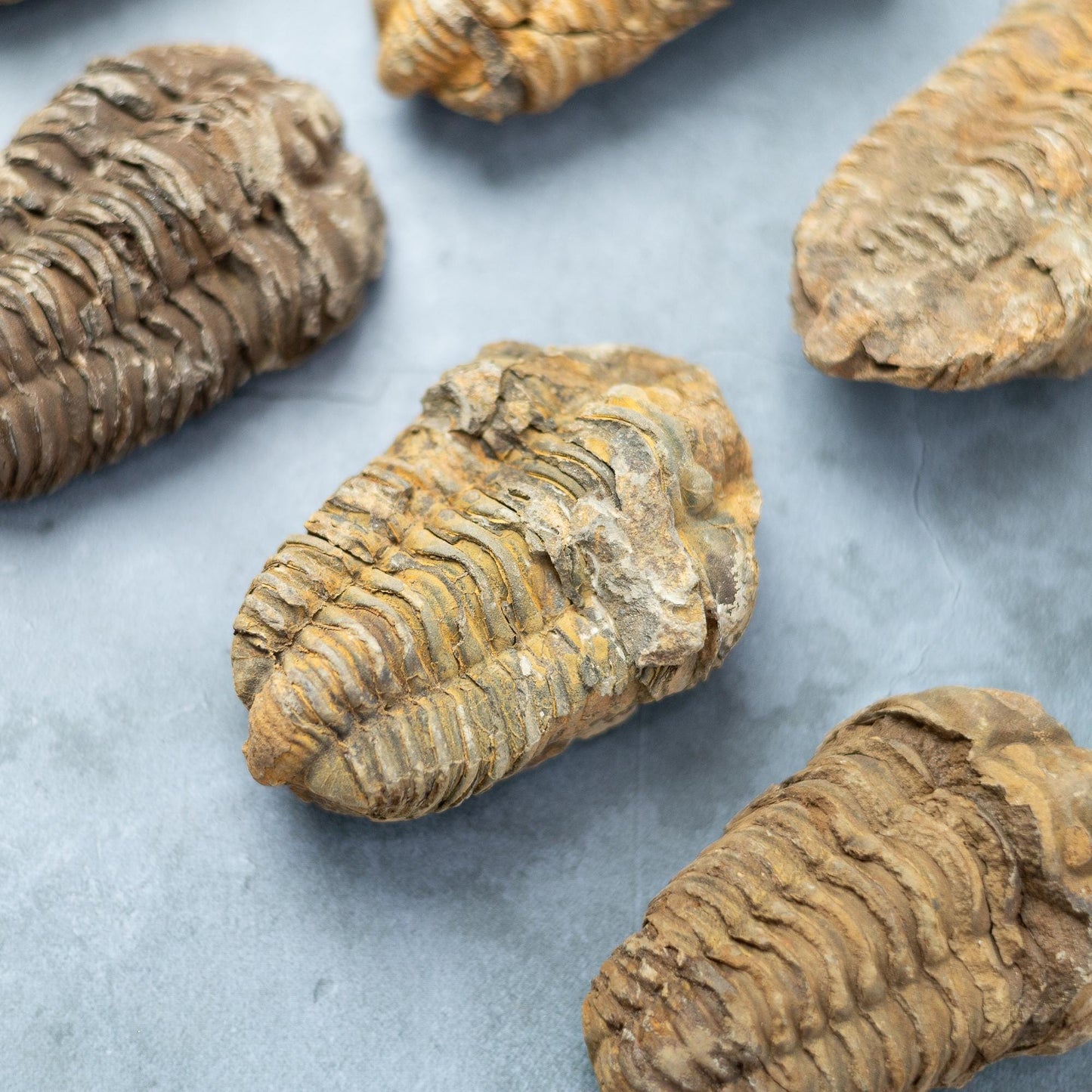 Trilobite Fossil, Natural Ancient Fossil Specimen, Prehistoric Marine Fossil, Collector Gift, Choose Size