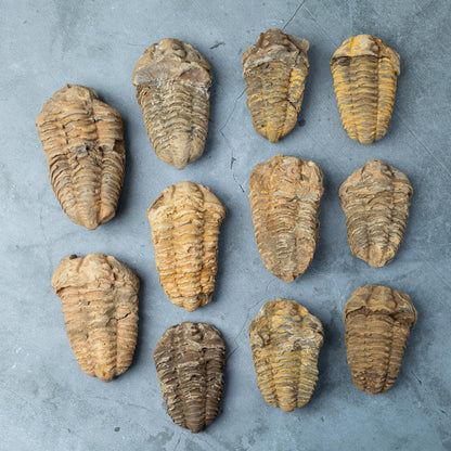 Trilobite Fossil, Natural Ancient Fossil Specimen, Prehistoric Marine Fossil, Collector Gift, Choose Size