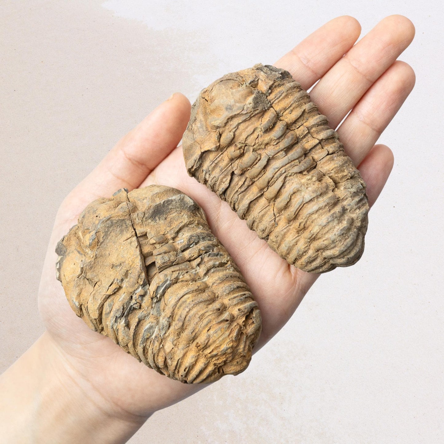 Trilobite Fossil, Natural Ancient Fossil Specimen, Prehistoric Marine Fossil, Collector Gift, Choose Size