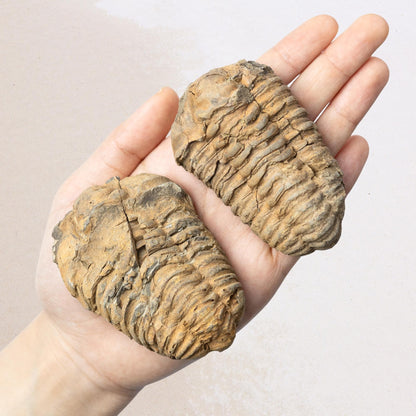 Trilobite Fossil, Natural Ancient Fossil Specimen, Prehistoric Marine Fossil, Collector Gift, Choose Size