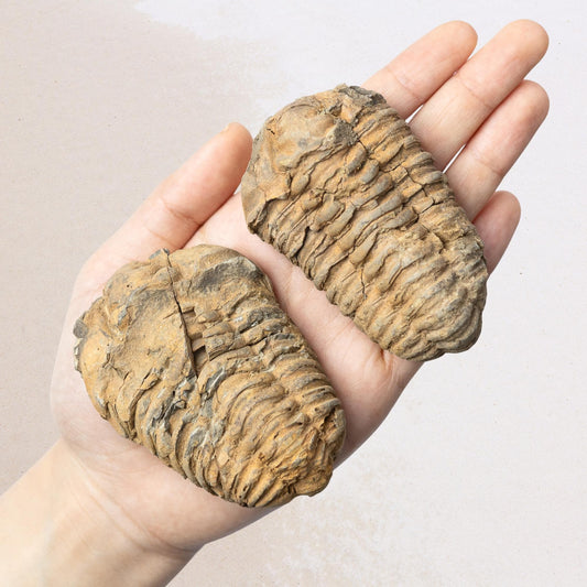 Trilobite Fossil, Natural Ancient Fossil Specimen, Prehistoric Marine Fossil, Collector Gift, Choose Size