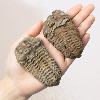 Trilobite Fossil, Natural Ancient Fossil Specimen, Prehistoric Marine Fossil, Collector Gift, Choose Size