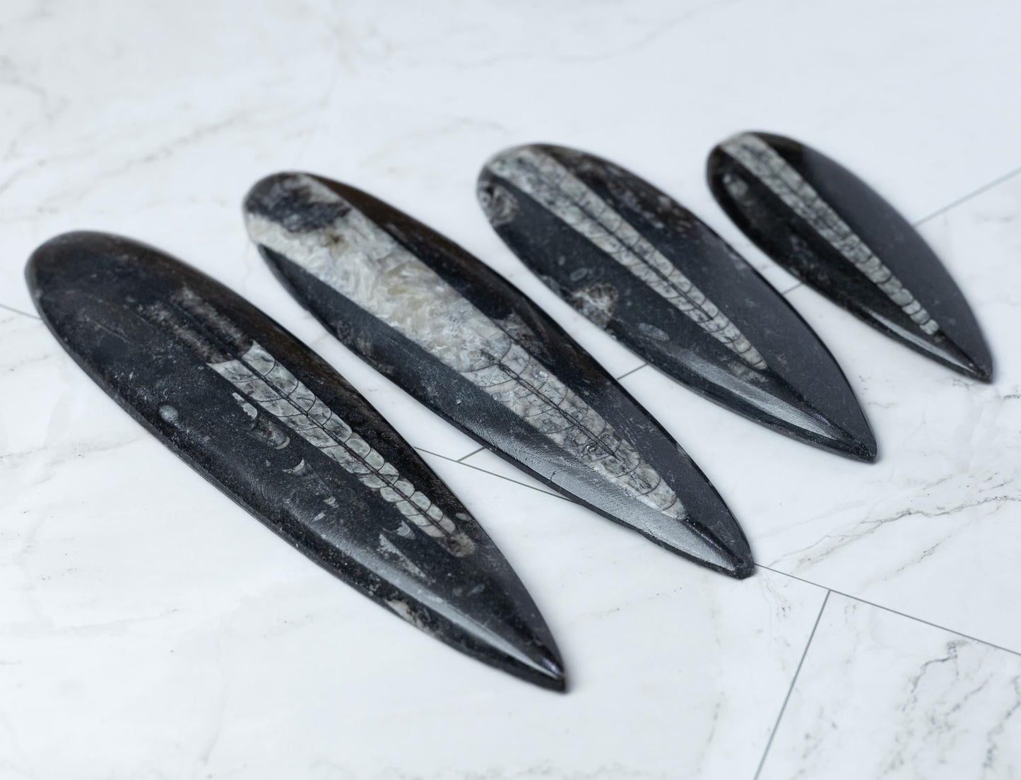 Orthoceras Fossil, Natural Ancient Marine Fossil, Polished Fossil Specimen, Collector Gift, Choose Size