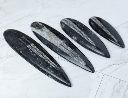 Orthoceras Fossil, Natural Ancient Marine Fossil, Polished Fossil Specimen, Collector Gift, Choose Size