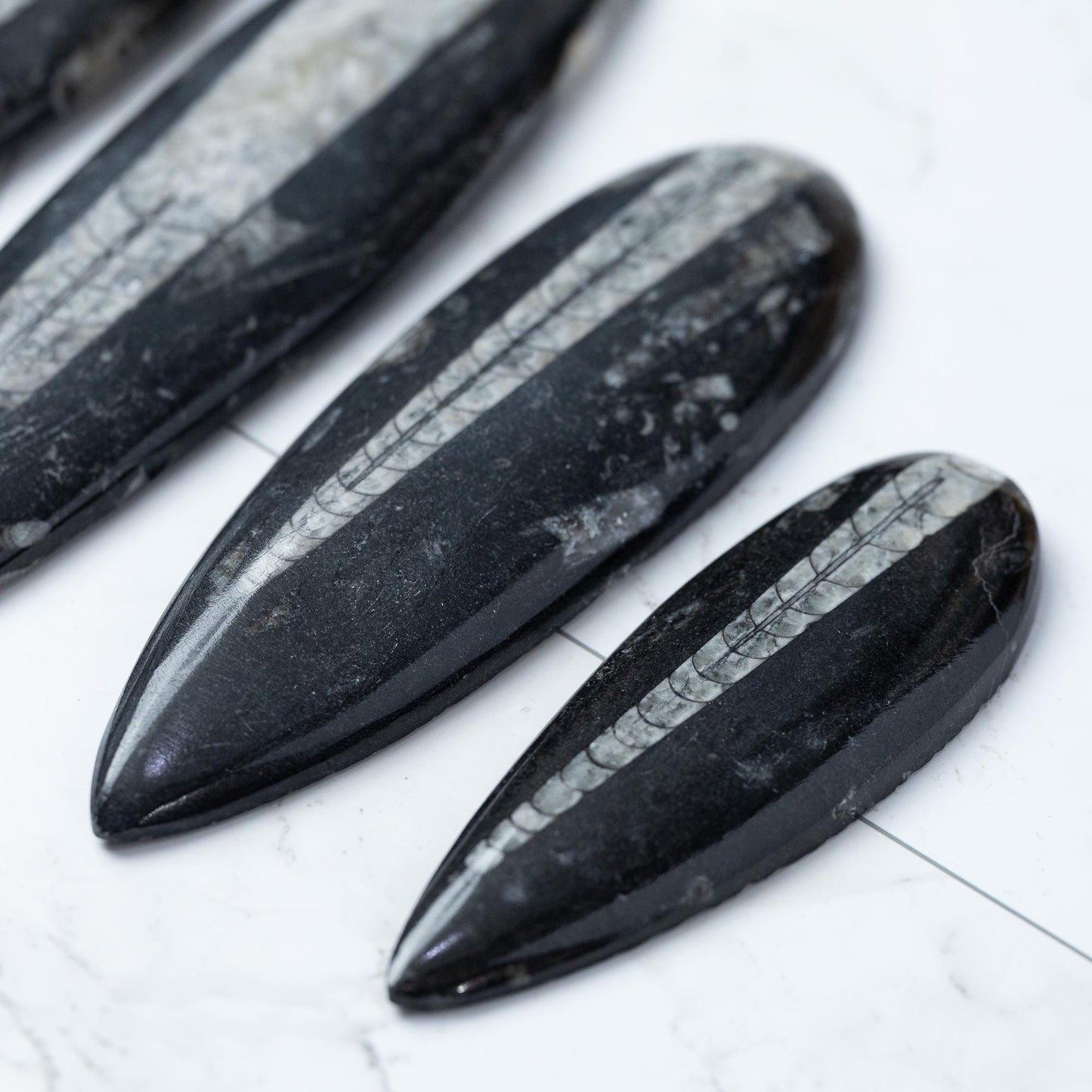 Orthoceras Fossil, Natural Ancient Marine Fossil, Polished Fossil Specimen, Collector Gift, Choose Size