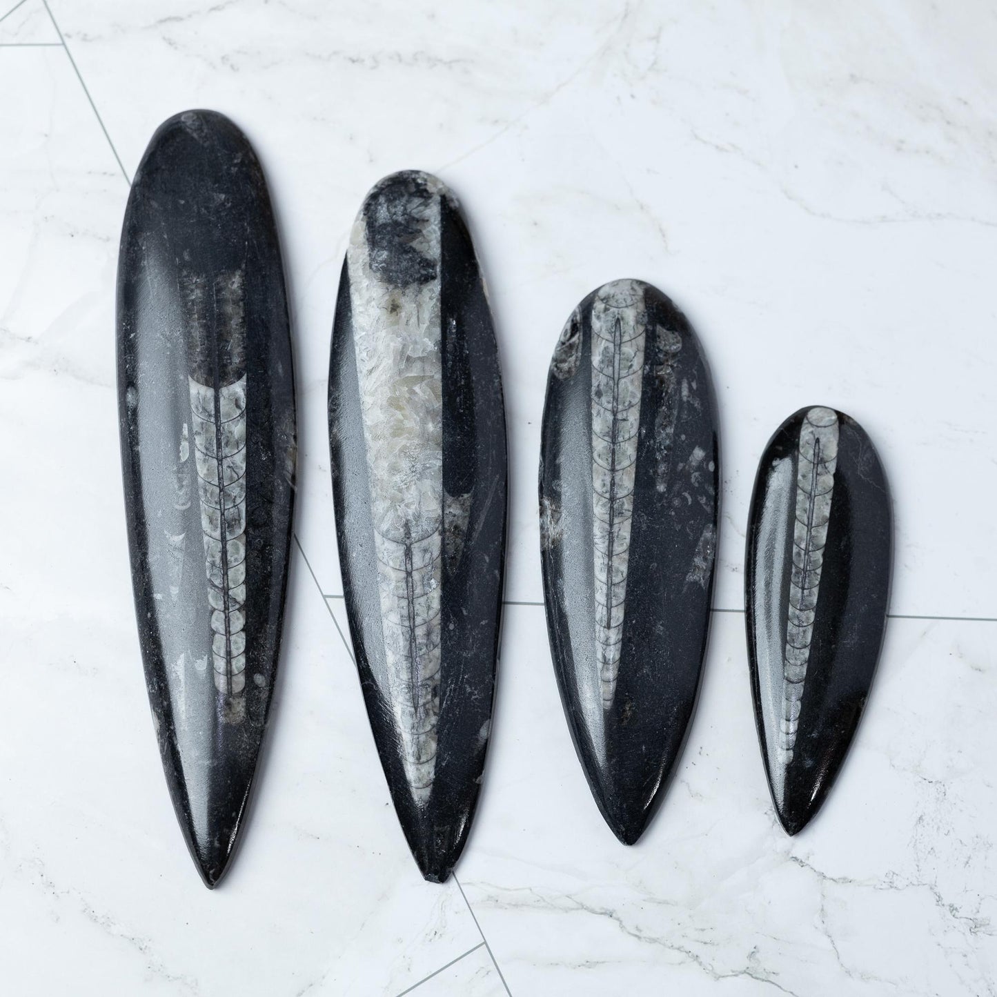 Orthoceras Fossil, Natural Ancient Marine Fossil, Polished Fossil Specimen, Collector Gift, Choose Size