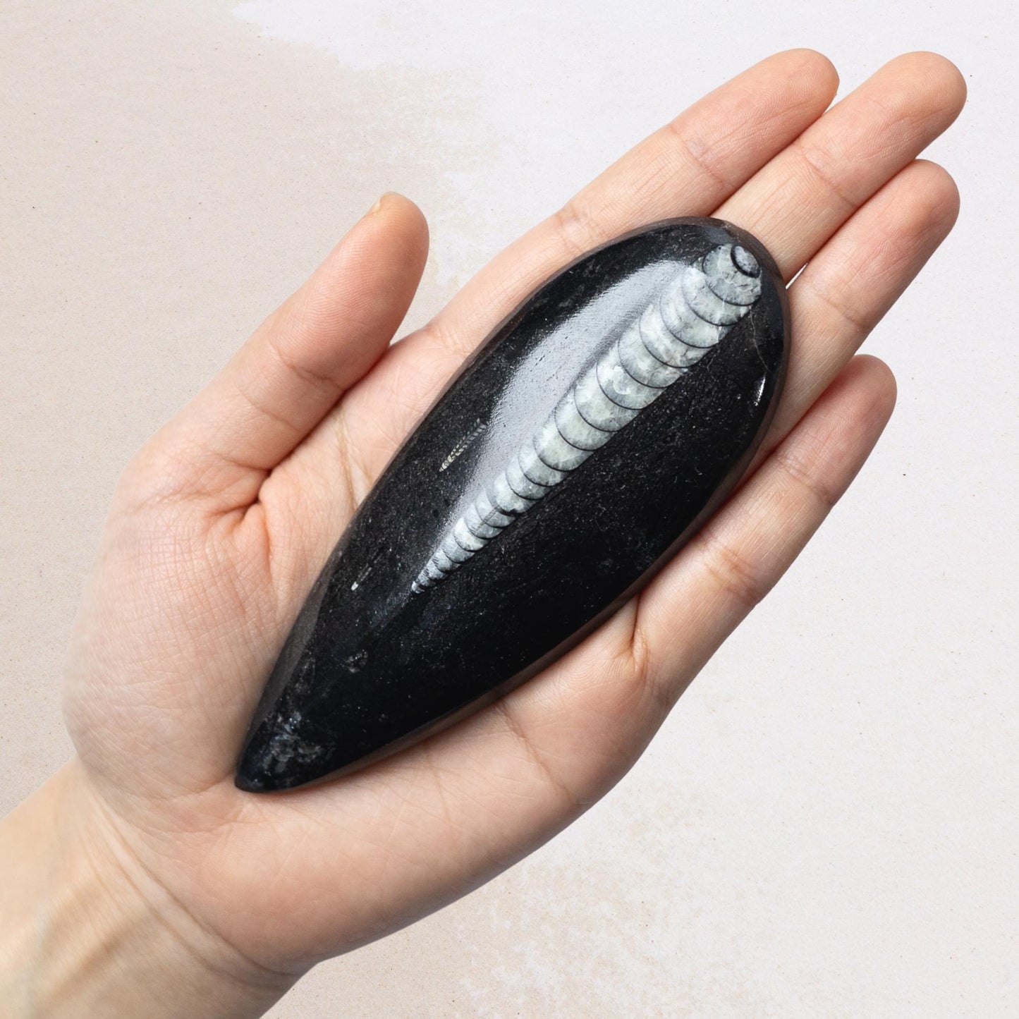 Orthoceras Fossil, Natural Ancient Marine Fossil, Polished Fossil Specimen, Collector Gift, Choose Size