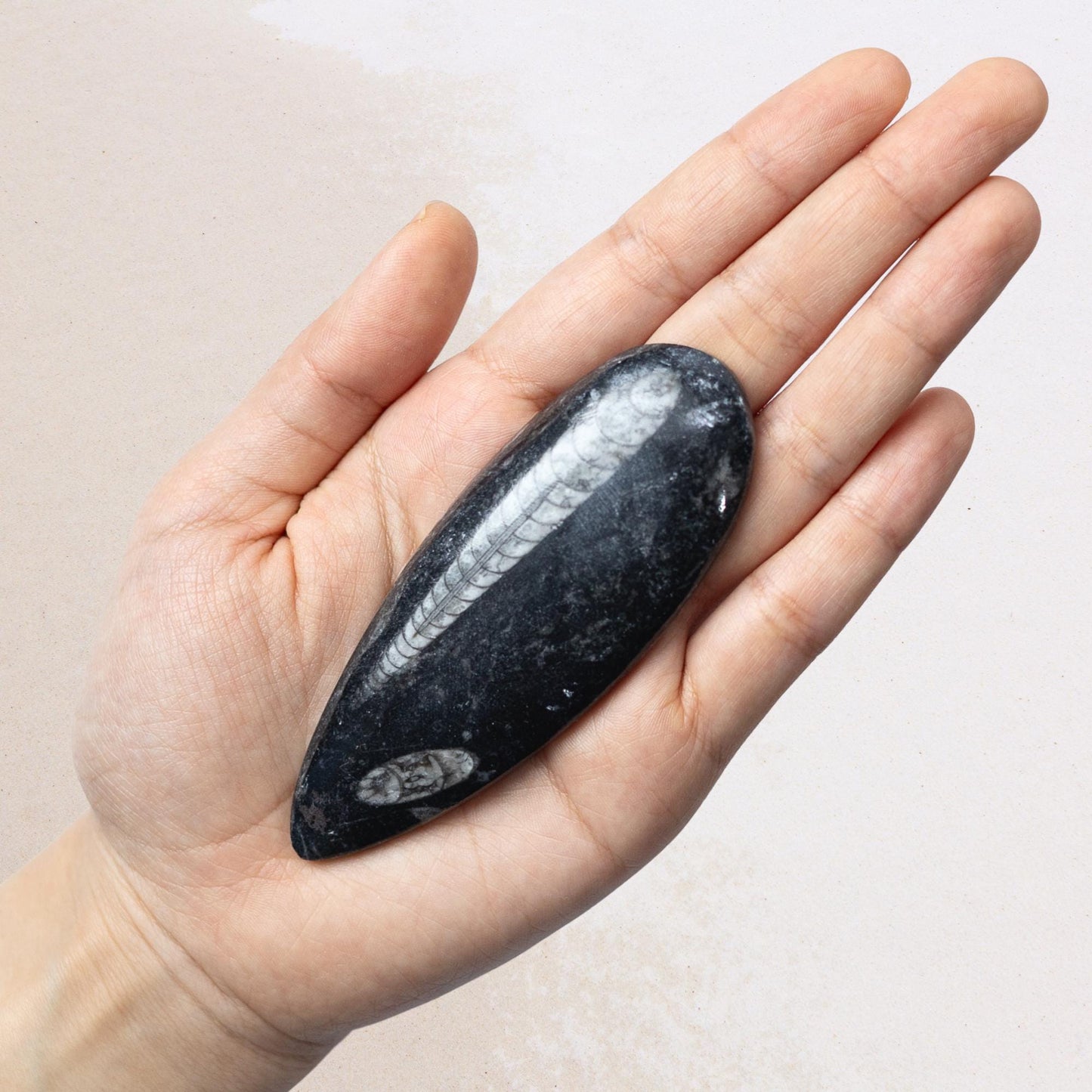Orthoceras Fossil, Natural Ancient Marine Fossil, Polished Fossil Specimen, Collector Gift, Choose Size