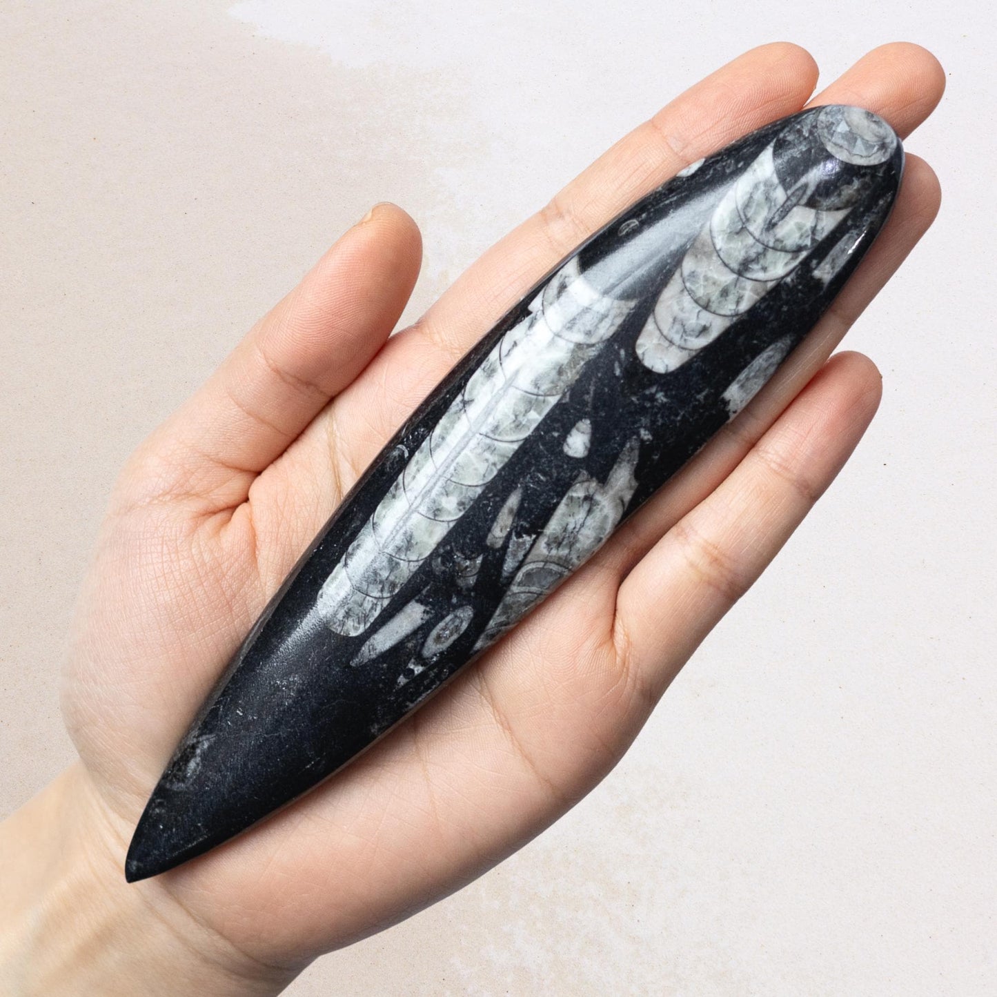 Orthoceras Fossil, Natural Ancient Marine Fossil, Polished Fossil Specimen, Collector Gift, Choose Size