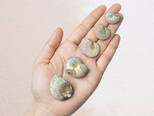Ammonite Raw Fossil, Natural Shell Specimen, Opalized Ammonite, Rainbow Iridescent Ammonite, Unique Fossil Gift, Collector Item