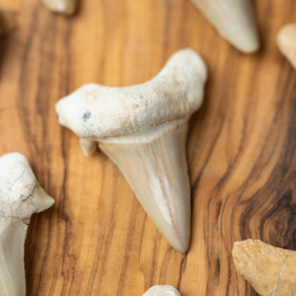 Large Shark Tooth Fossil, Natural Fossil Specimen, Ancient Shark Tooth, Craft Supply, Collector Gift, 1.5 to 2 Inch