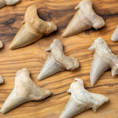 Large Shark Tooth Fossil, Natural Fossil Specimen, Ancient Shark Tooth, Craft Supply, Collector Gift, 1.5 to 2 Inch