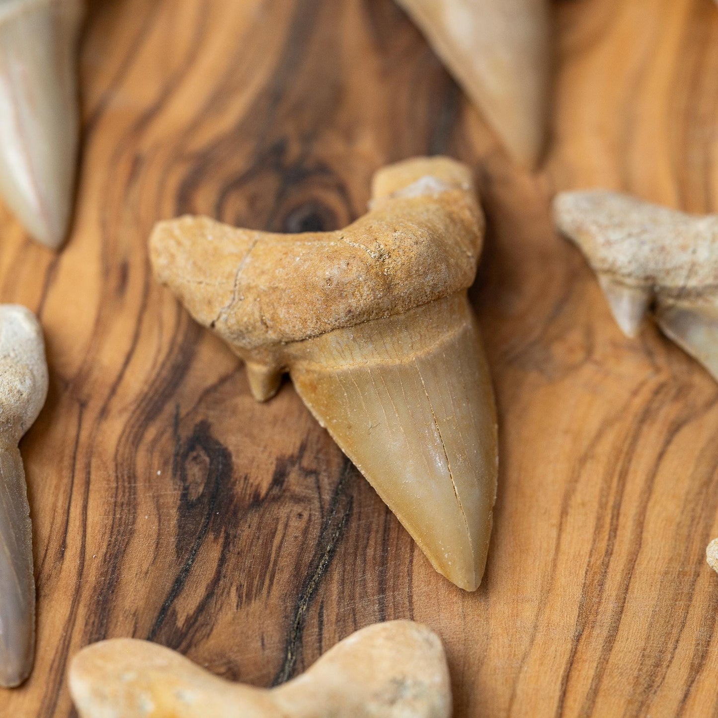 Large Shark Tooth Fossil, Natural Fossil Specimen, Ancient Shark Tooth, Craft Supply, Collector Gift, 1.5 to 2 Inch