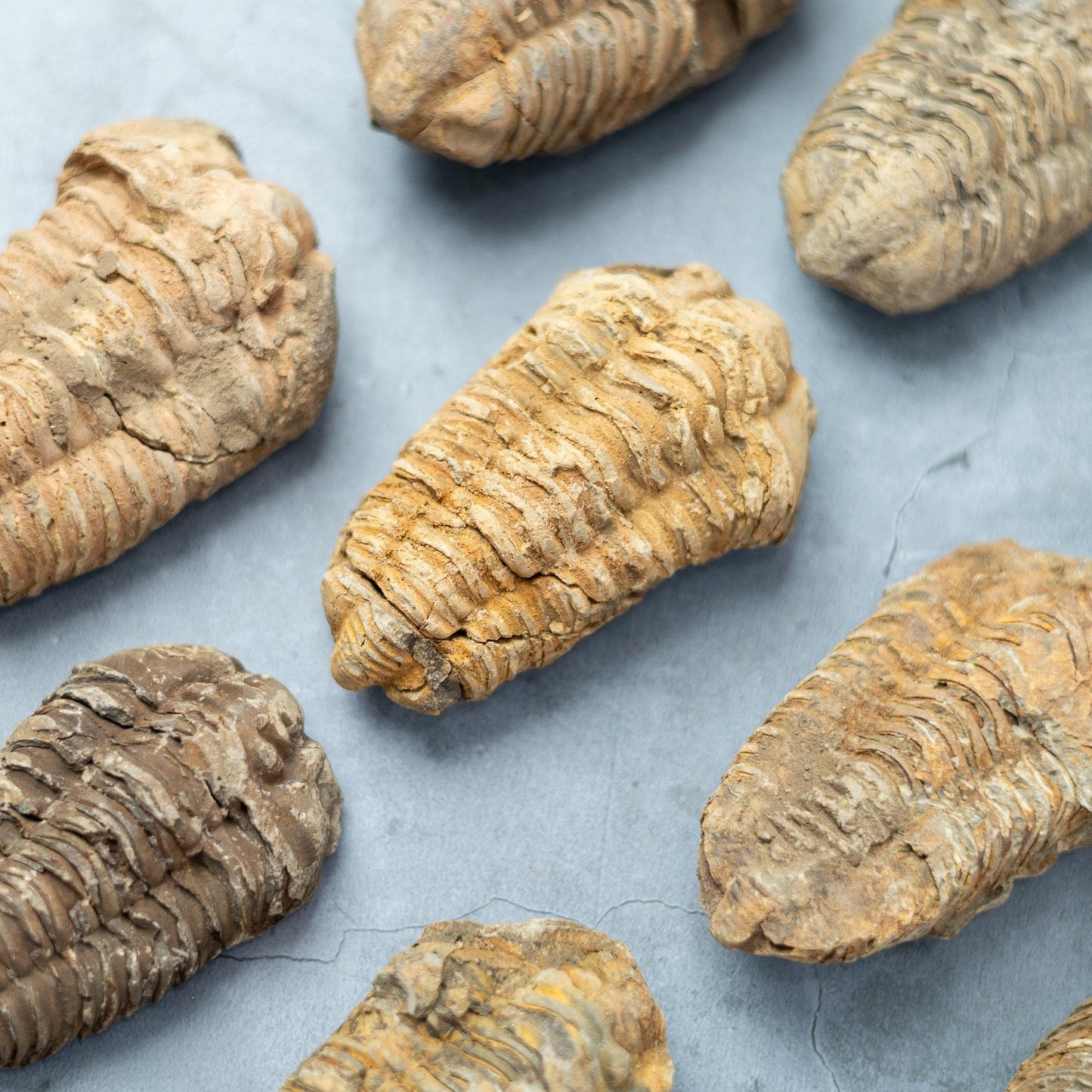 Trilobite Fossil, Natural Ancient Fossil Specimen, Prehistoric Marine Fossil, Collector Gift, Choose Size