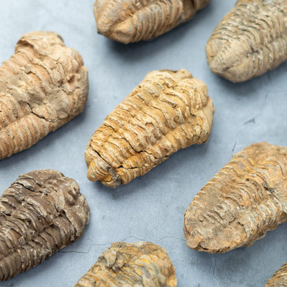 Trilobite Fossil, Natural Ancient Fossil Specimen, Prehistoric Marine Fossil, Collector Gift, Choose Size
